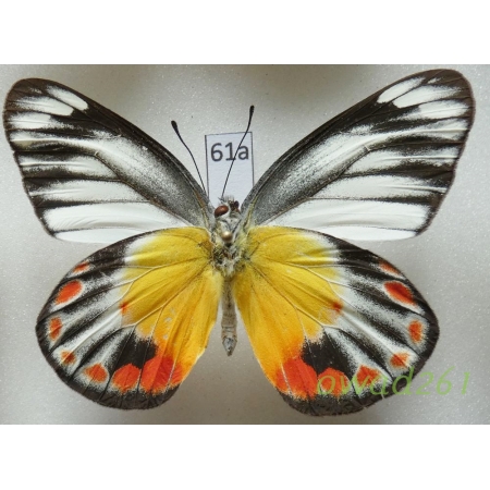 Delias periboea floresiana Roepke, 1954 Indonesia, Flores61a